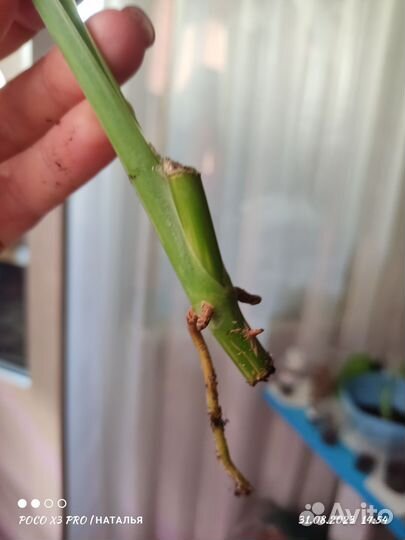 Сингониум чиапенсе