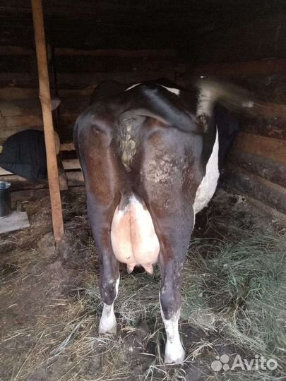 Корова дойная