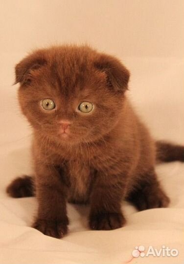 Шотландские вислоухие котята