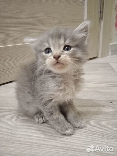 Котятки в добрые руки
