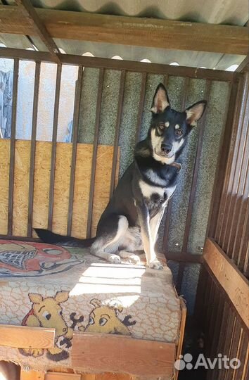 Молодой пёс