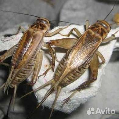 Сверчки домовые. Зофобас. таракан. Бражник