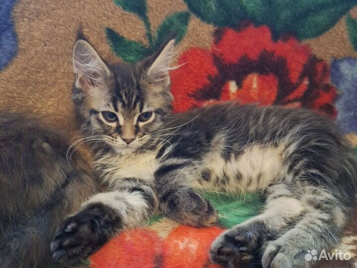 Котёнок мейн-кун