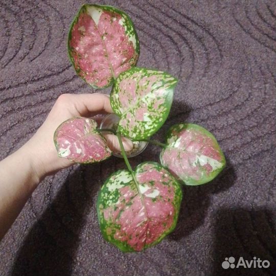 Аглаонема Триколор