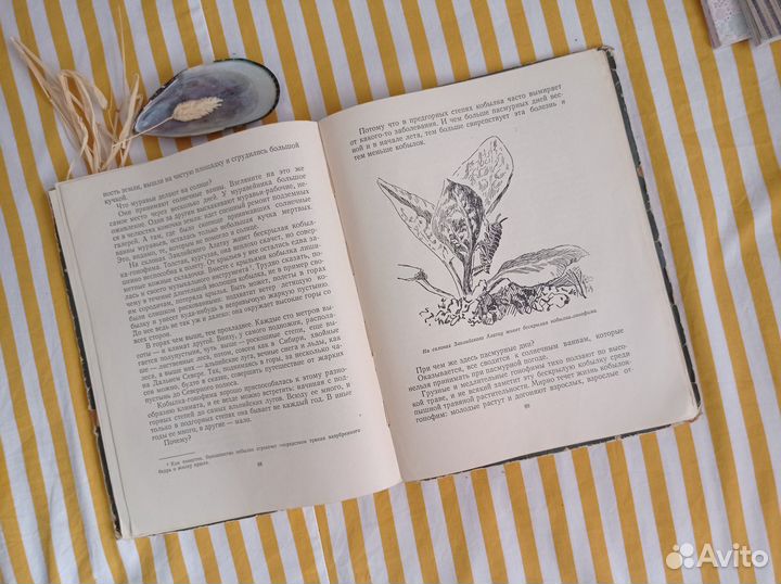 Книга детская СССР. Чудесная пестрокрылка 1955г