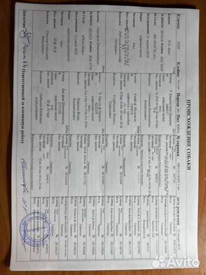 Щенки дратхаара