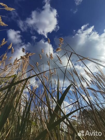 Вейник сухоцвет