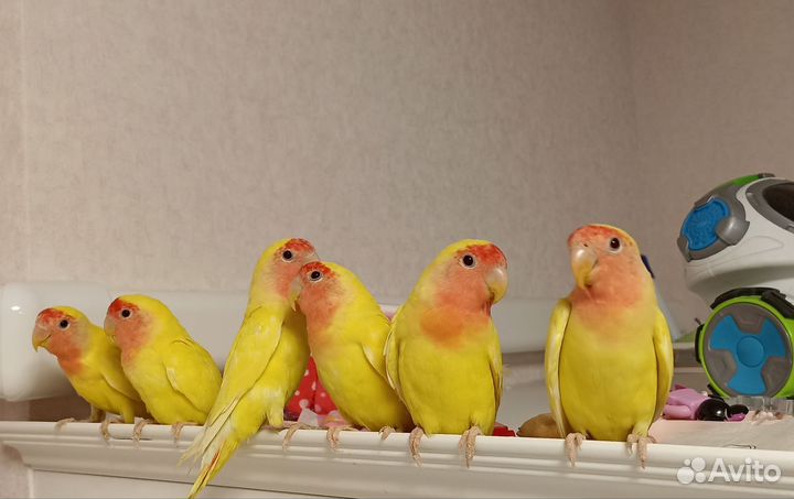 Птенцы неразлучника 2.5 месяца