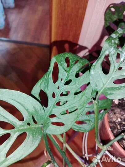 Драцена,сингониум,сциндапсус