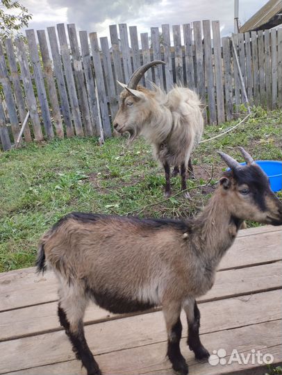 Коза дойная