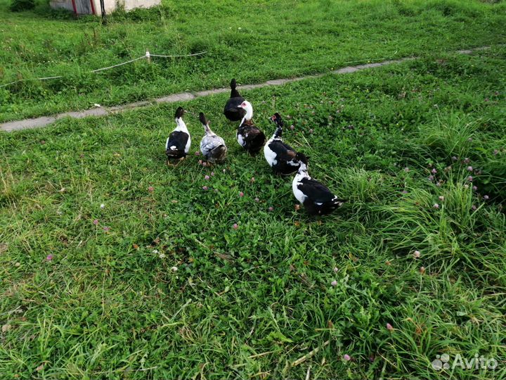 Мускусные утки индоутки индоутята