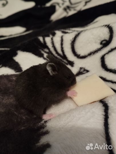 Джунгарский хомяк, девочка