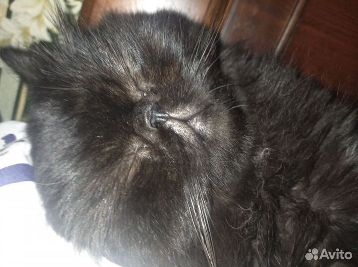 Потерялся кот