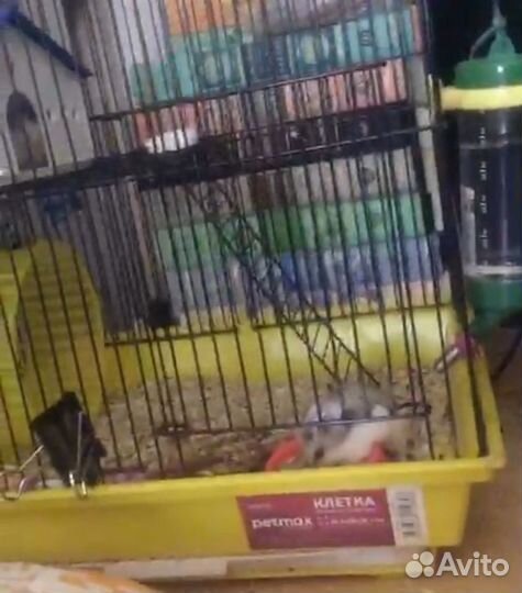 Клетка плюс сирийский хомяк