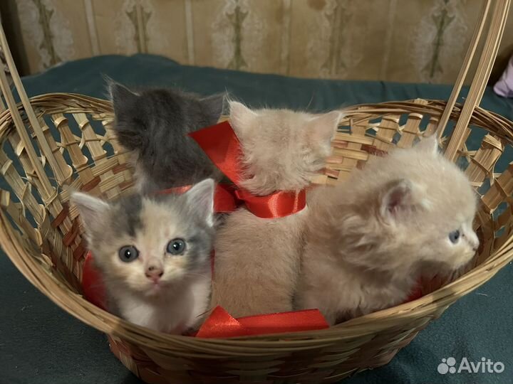 Котята в добрые руки