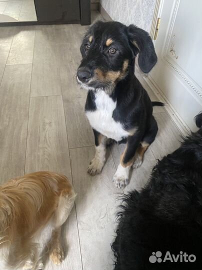 Собака в добрые руки