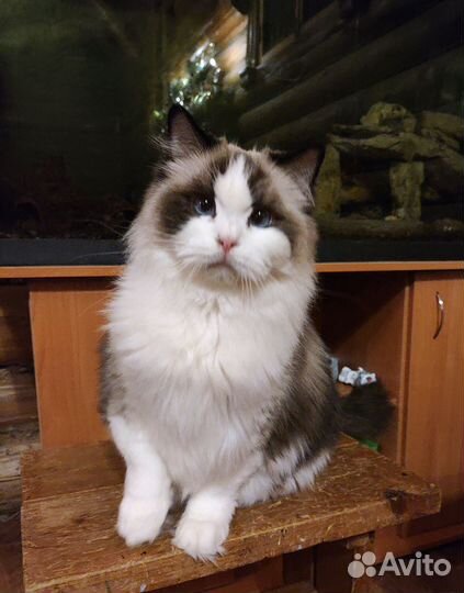 Кошка рэгдолл