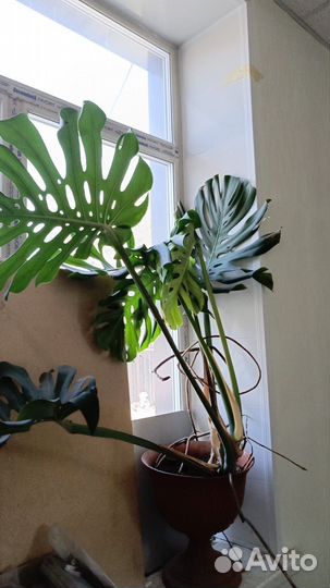 Гранатовое дерево