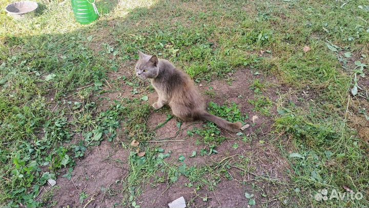 Кошка Британка отдам в добрые руки