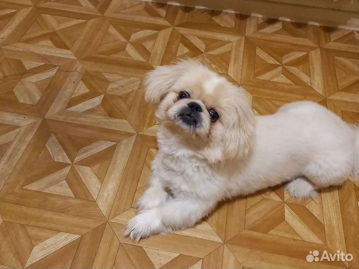 Вязка пекинес