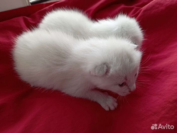 Котята кремовые девочки