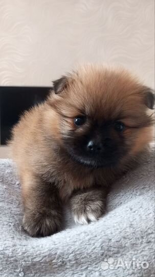 Продам шпица