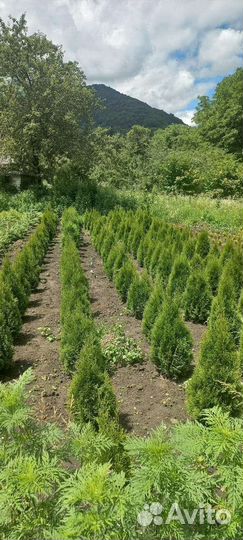 Голубые ели