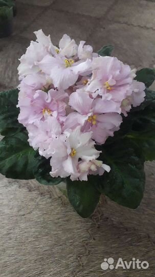 Сортовые фиалки