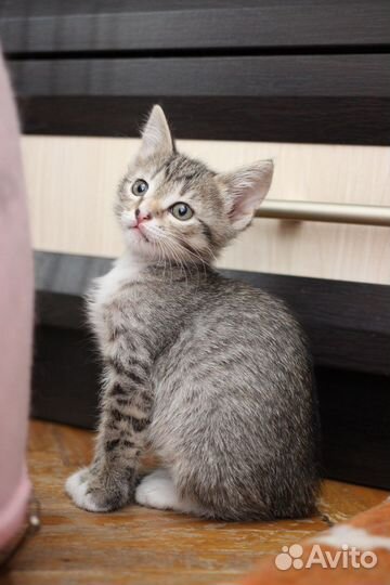 Котенок 2 месяца Мушка