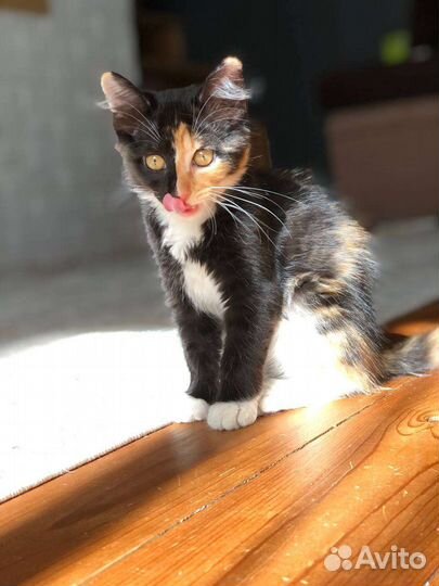 Милые котята в добрые руки