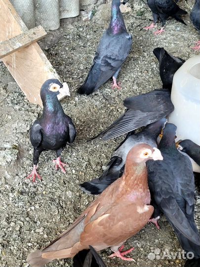 Голуби драконы, узбеки двухчубые