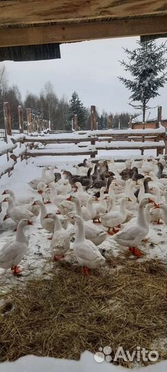 Гуси на мясо и на племя