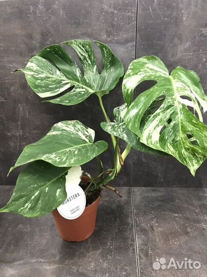 Monstera Deliciosa Variegata