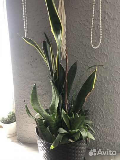 Цветы бесплатно