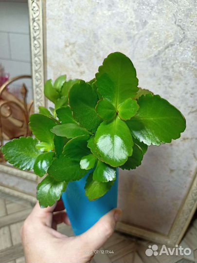 Каланхоэ 4 вида