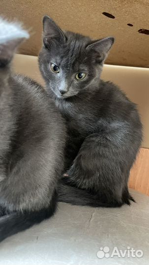 Тайские котята