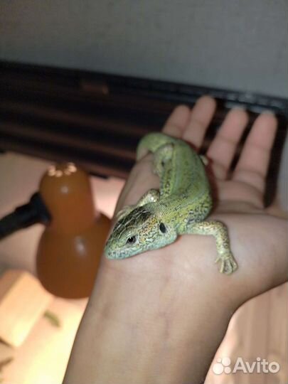 Домашняя ящерица