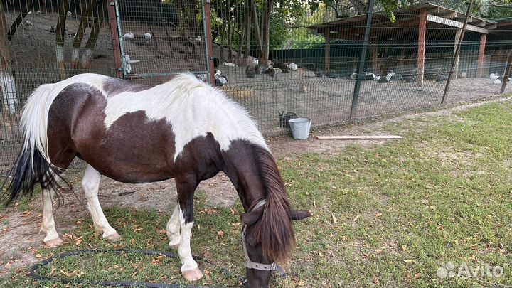 Продажа пони