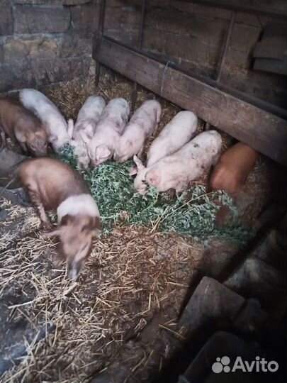 Поросята