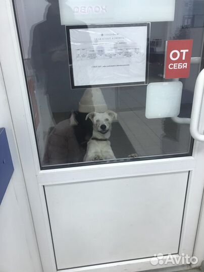 Щенок в добрые руки