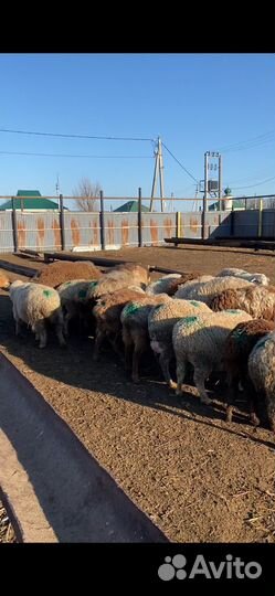 Овцы бараны ягнята