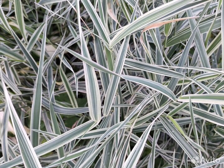 Канареечник (декоративная травка)