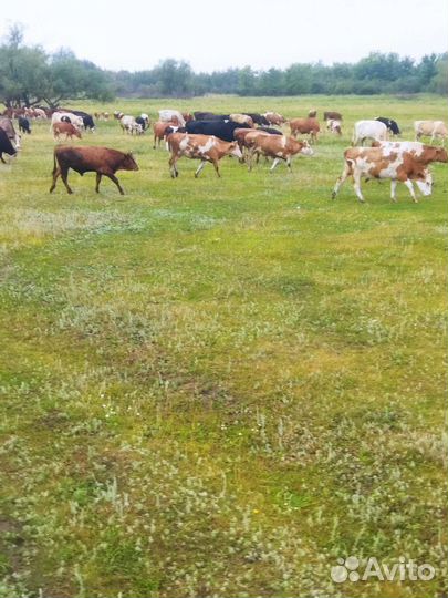 Стадо коров