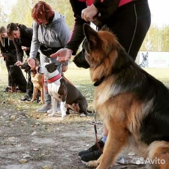 Дрессировка собак кинолог