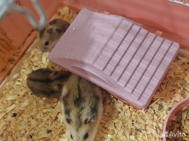 Джунгарские хомячки с клеткой