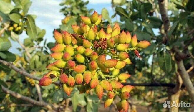 Фисташка морозостойкая съедобная саженцы