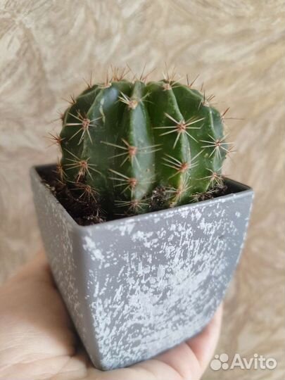 Кактус в горшочке