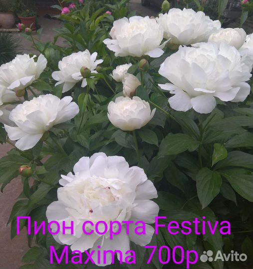 Пионы сортовые