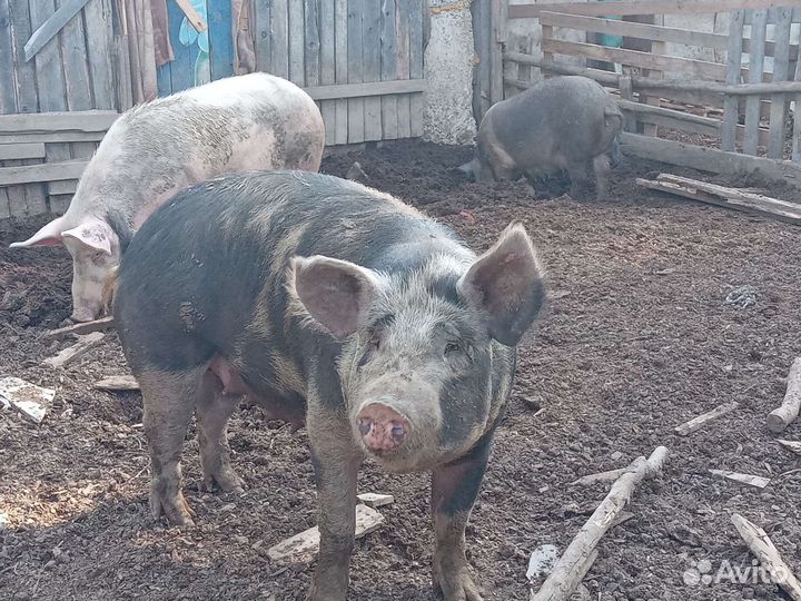 Хряк и свиноматки