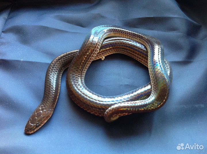 Змея лучистая